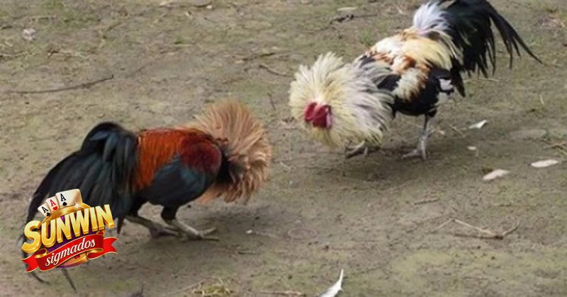 Đá Gà Sunwin - Khái niệm về đá gà trực tuyến